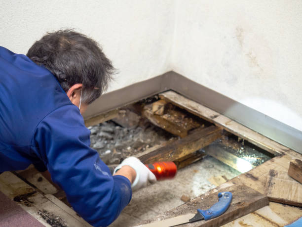 Best Mold Removal Company Near Me  in Sylva, NC