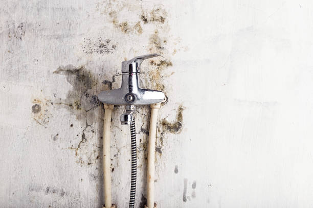  Sylva, NC Mold Removal Pros