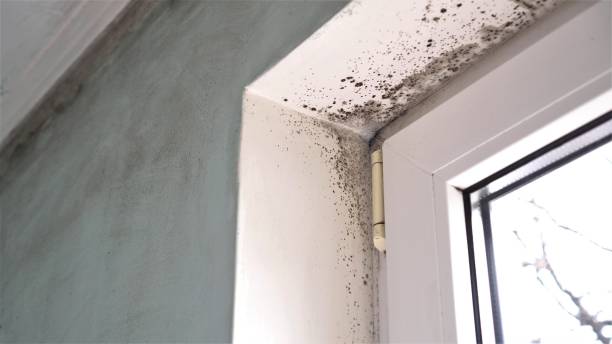 Best Local Mold Removal Service  in Sylva, NC
