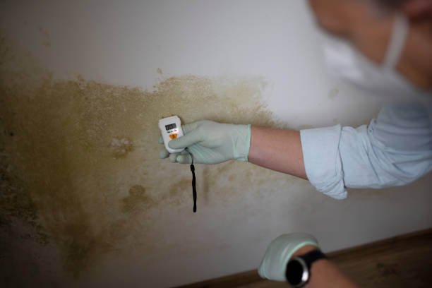 Best Affordable Mold Removal  in Sylva, NC