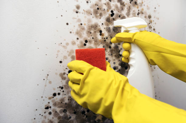 Best Mold Cleaning Services  in Sylva, NC