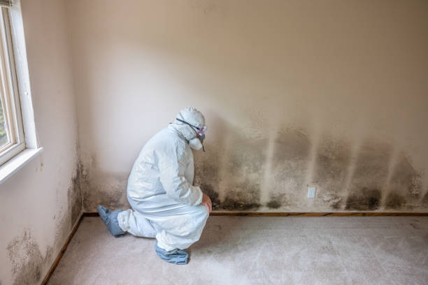 Sylva, NC Mold Removal Company