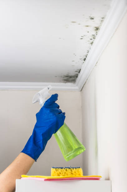 Best Commercial Mold Removal  in Sylva, NC